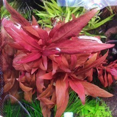 Alternanthera rosaefolia czerwona roślina do akwarium wysyłka