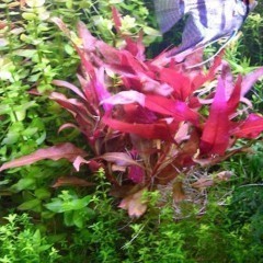 Alternanthera rosaefolia czerwona roślina do akwarium wysyłka