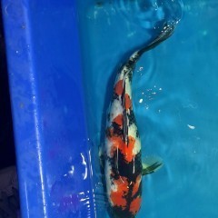 Karp koi import japonia