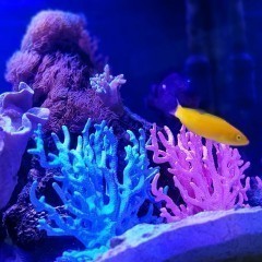 Koralowiec akwarium morskie ozdoba wystrój różowy mały