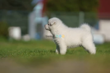 Akita Japońska - Raz Akita na zawsze Akita