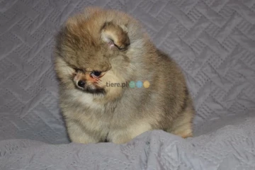 Szpic miniaturowy. Pomeranian