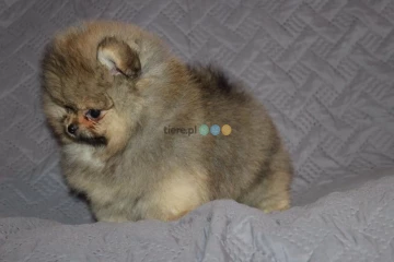 Szpic miniaturowy. Pomeranian