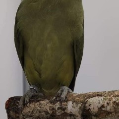 Aleksandretta obrożna samiec oliwa papuga papugi aleksandretty