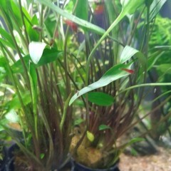Rośliny akwariowe/roślina do akwarium/Cryptocoryne Lucens