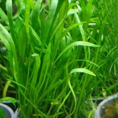 Rośliny akwariowe/roślina do akwarium/Lilaeopsis Novea Zealandiae
