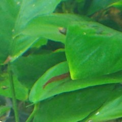 Rośliny akwariowe/roślina do akwarium/Anubias Barteri/Anubiasy