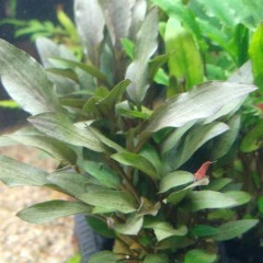 Rośliny akwariowe/roślina do akwarium/Cryptocoryne Wendtii Brown