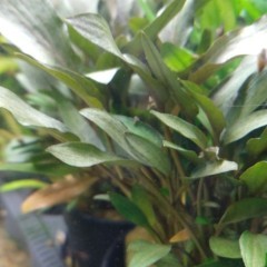 Rośliny akwariowe/roślina do akwarium/Cryptocoryne Wendtii Brown