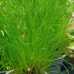 Rośliny akwariowe/roślina do akwarium/trawnik/Eleocharis Acicularis