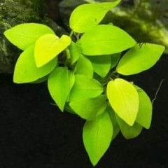Rośliny akwariowe/roślina do akwarium/Anubias Nana Gold/Anubiasy