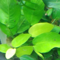 Rośliny akwariowe/roślina do akwarium/Anubias Nana Gold/Anubiasy