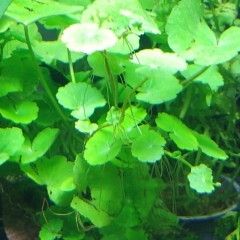 Rośliny akwariowe/roślina do akwarium/hydrocotyle leucocephala