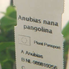 Anubias Nana Pangolina