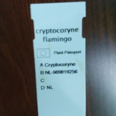 Rośliny akwariowe/roślina/kryptokoryna flamingo/cryptocoryne Flamingo