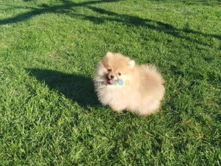 Szpic miniaturowy Pomeranian gotowy do odbioru 