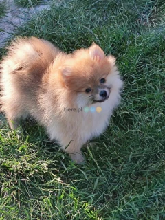 Szpic miniaturowy Pomeranian gotowy do odbioru 