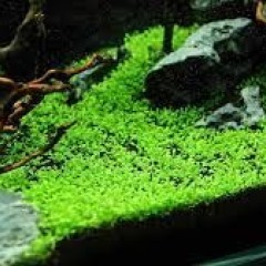 GB IN-VITRO Elatine hydropiper rośliny akwariowe