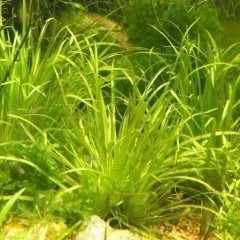 GB blyxa japonica roślina akwariowa