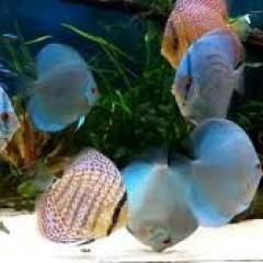 GB Dyskowce, paletki BLUE DIAMOND (Symphysodon discus) od 40zł/szt.