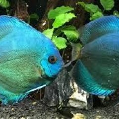 GB Dyskowce, paletki BLUE DIAMOND (Symphysodon discus) od 40zł/szt.