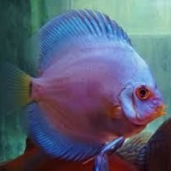 GB Dyskowce, paletki BLUE DIAMOND (Symphysodon discus) od 40zł/szt.