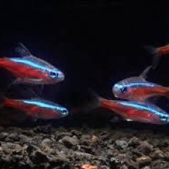 GB Neon czerwony, neon Axelroda (Paracheirodon axelrodi)