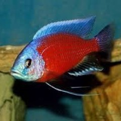 GB MALAWI Copadichromis borleyi katanga pyszczaki