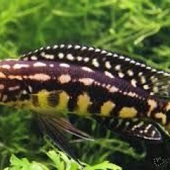 GB TANGANIKA Naskalnik Marliera (Julidochromis marlieri)