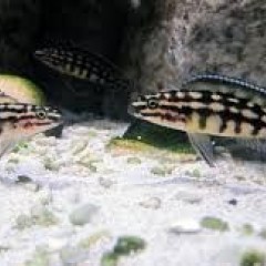 GB TANGANIKA Naskalnik Marliera (Julidochromis marlieri)
