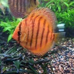 GB Dyskowce, paletki TURKUS BRYLANT (Symphysodon discus) 9-12cm