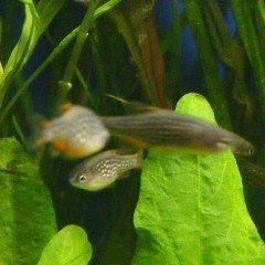 GB Razbora galaxy , Microrasbora sp. Galaxy, Danio margaritatus