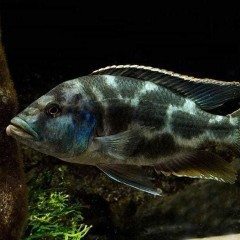GB MALAWI Pyszczak livingstonii (Nimbochromis livingstonii) 5cm +-
