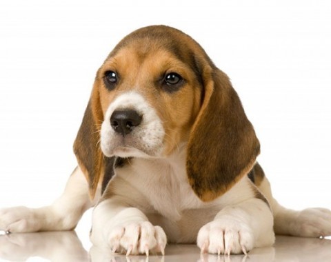 Beagle at home - what is worth knowing at the beginning