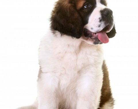St. Bernard: The Great Spirit and the Gentle Heart of the Great Dog