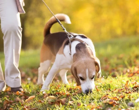 Why Dogs Eat Poop: Causes and How to Prevent This Behavior