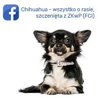 Chihuahua - wszystko o rasie, szczenięta z ZKwP (FCI)