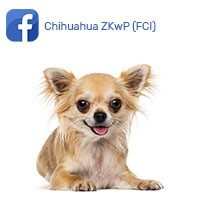 Chihuahua ZKwP FCI