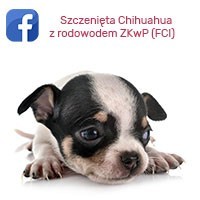 Szczenięta Chihuahua z rodowodem ZKwP FCI