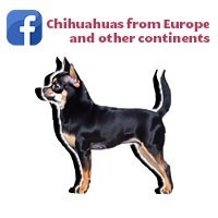 Chihuahuas from Europe and other continents